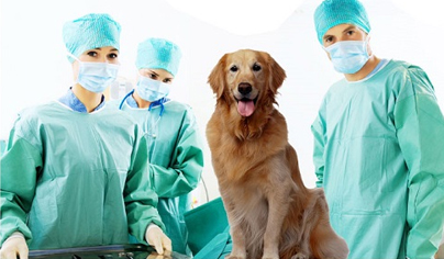 Хирургия для животных