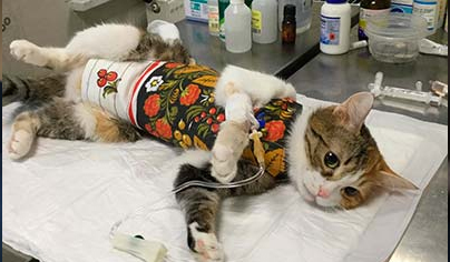 Кастрация животных: кошка в после операционной попоне