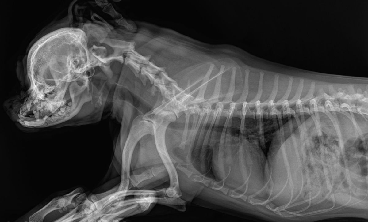Спондилез у собак. Рентген шейного отдела кошки. Рентген шейного отдела собаки норма. Вентродорсальная проекция рентген.