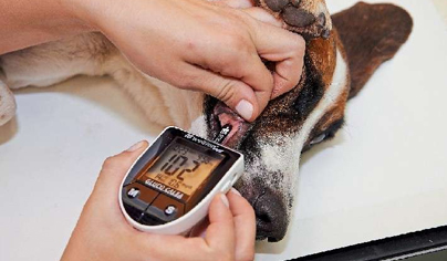 Реферат: Сахарный диабет у собак и кошек. Принципы выбора и применение препаратов инсулина