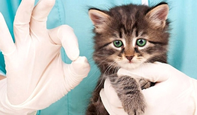 общий анализ крови у кошек