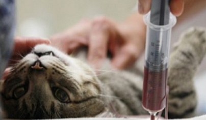 анализ крови у кошек