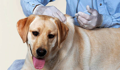вакцинация собак в Москве