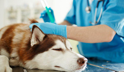 прививки собакам в Москве