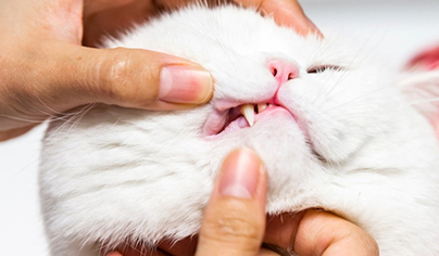Стоматологическая помощь ветеринара-стоматолога для животных - собак /  кошек в ветеринарном центре Москвы (СВАО)✓