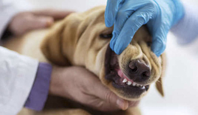 стоматология для собак и кошек