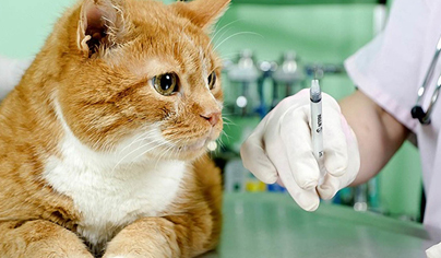 Вакцинация кошек в Москве