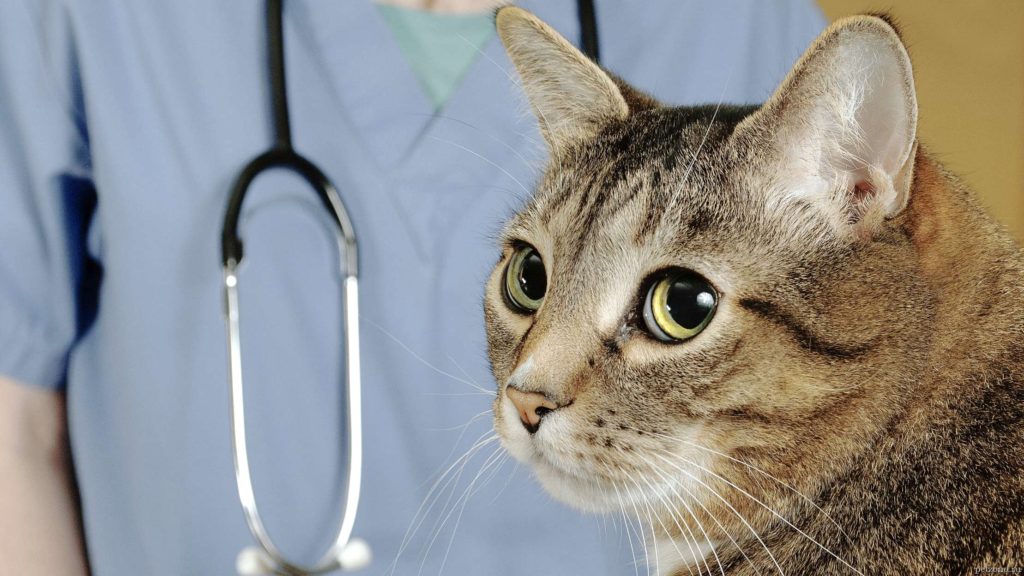 Лечение мкб у котов и кошек