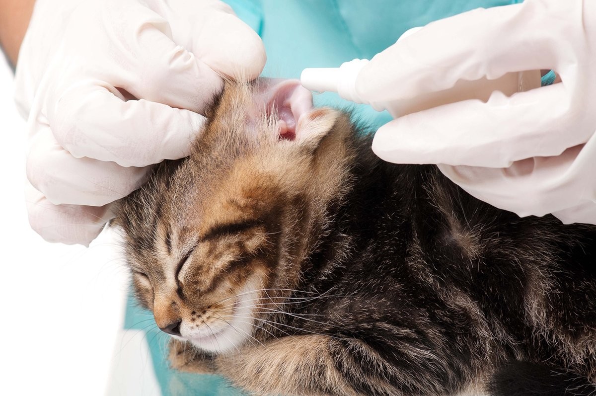 Лечение отодектоза (ушного клеща) у кошек в Москве