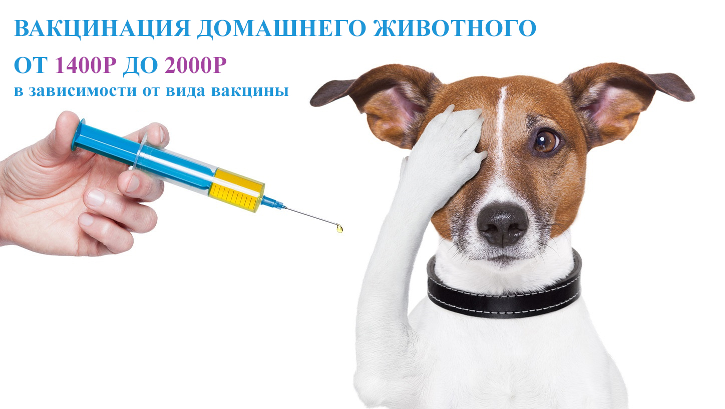 Специальная цена от 1400 рублей на вакцинацию животного при предъявлении распечатанного купона