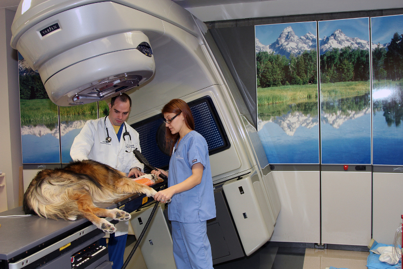 ветеринар-онколог для животных