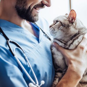 Ветеринар-терапевт домашних животных