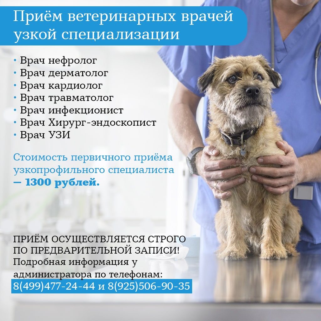 Приём ветеринарных врачей узкой специализации всего за 1000 рублей!